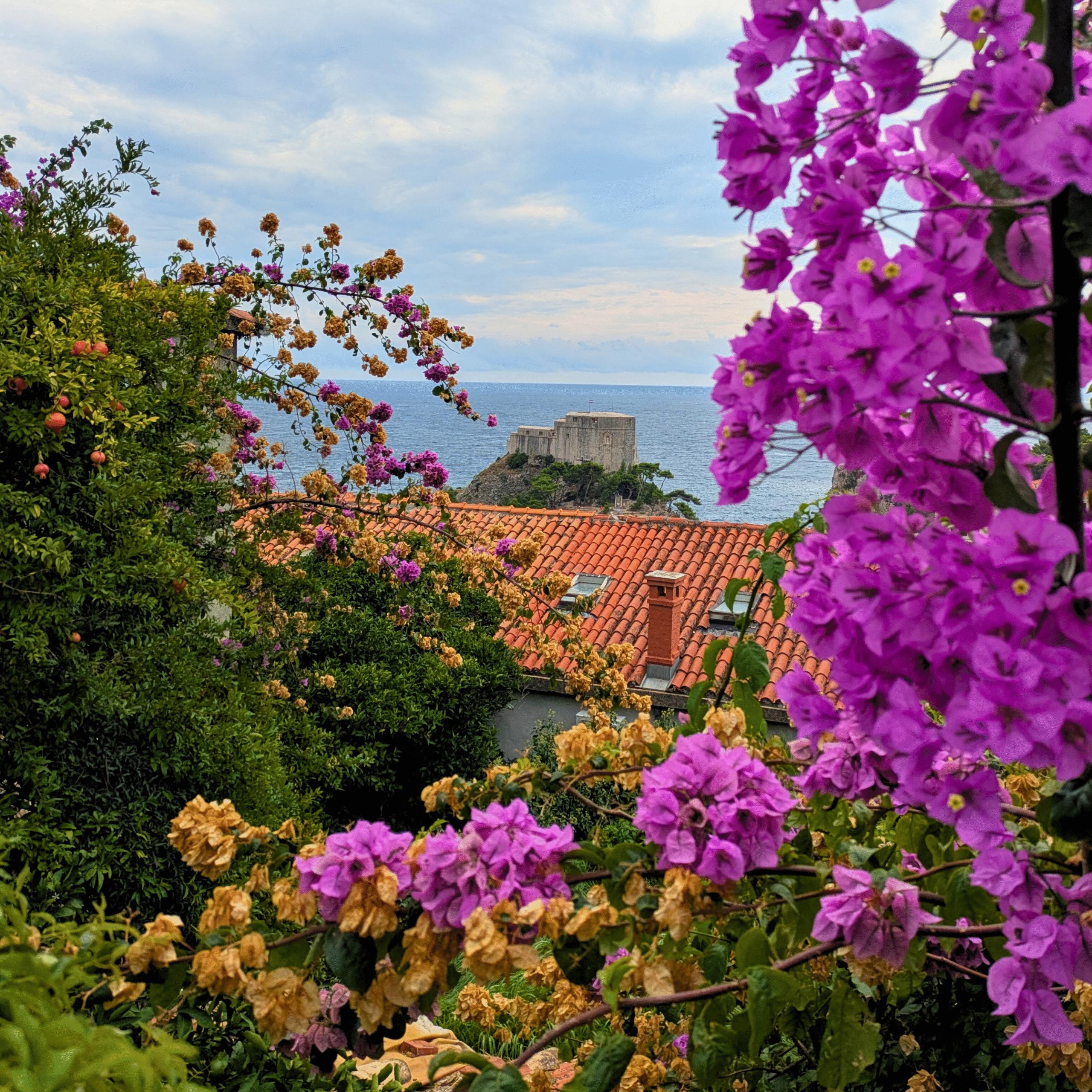 edited dubrovnik flowers
